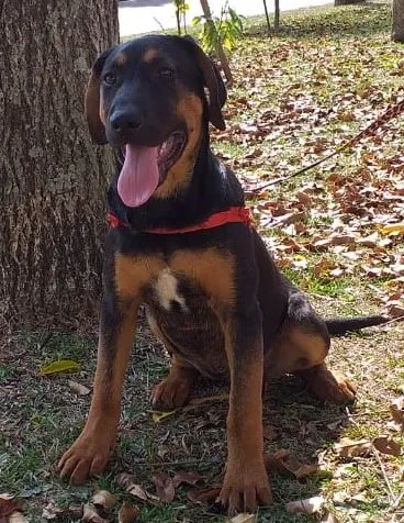 Cachorro ra a Mestiço idade 2 a 6 meses nome Anny