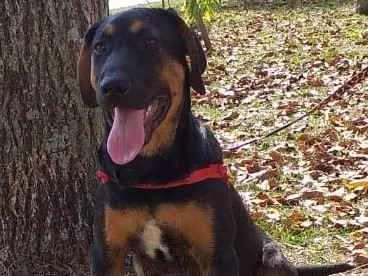 Cachorro ra a Mestiço idade 2 a 6 meses nome Anny