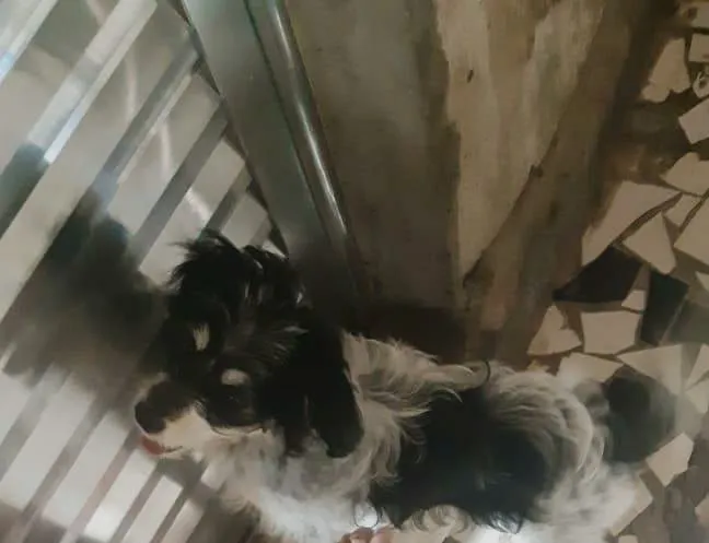 Cachorro ra a Vira-lata  idade 2 a 6 meses nome Nina