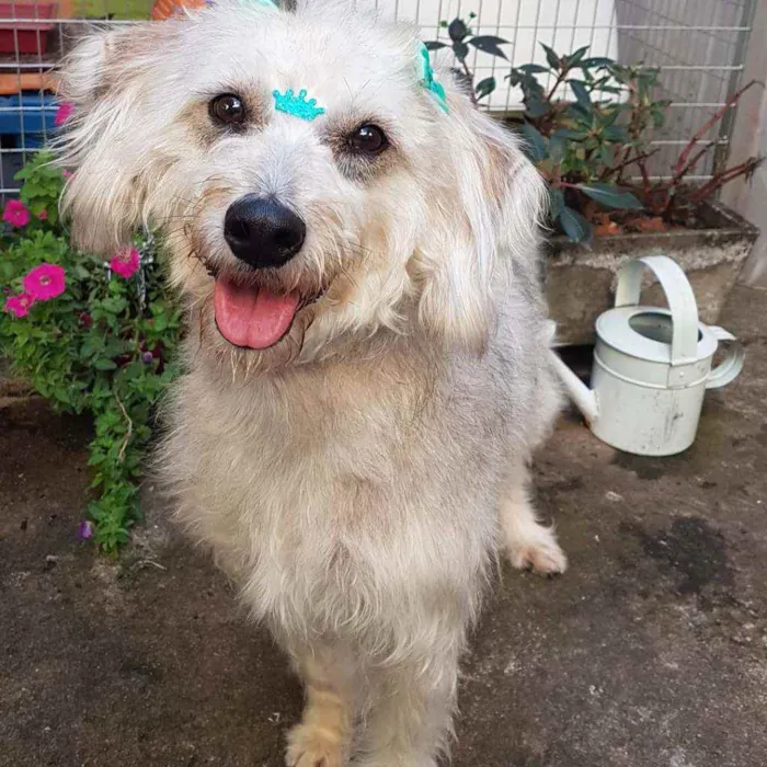 Cachorro ra a SRD  idade 1 ano nome Linda