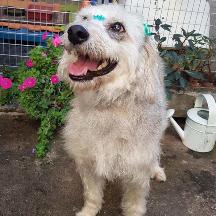 Cachorro ra a SRD  idade 1 ano nome Linda