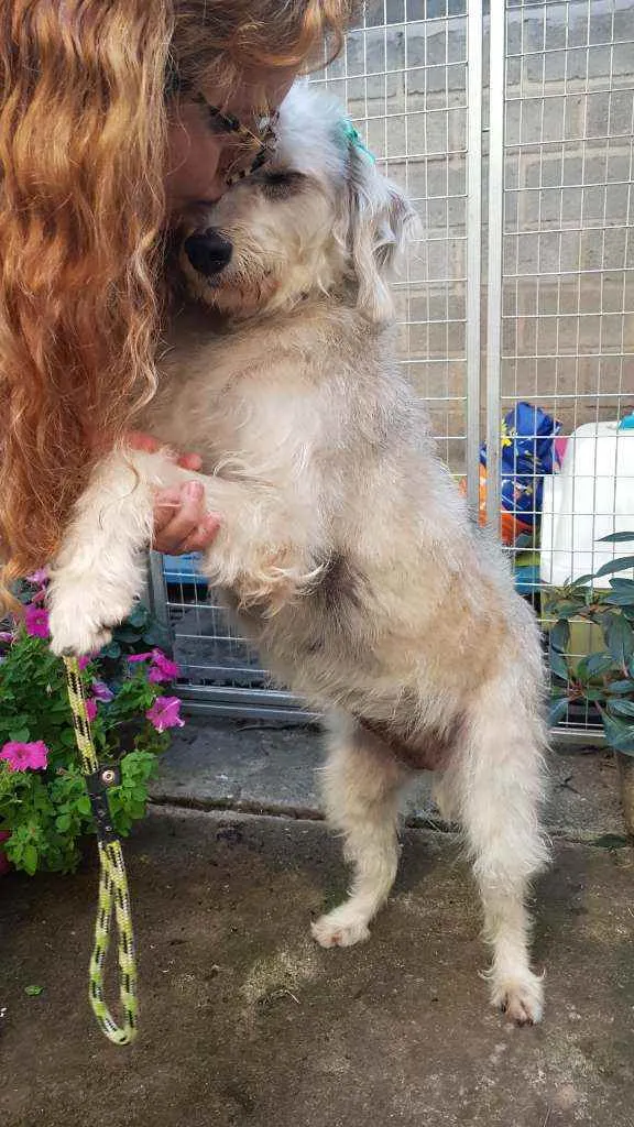 Cachorro ra a SRD  idade 1 ano nome Linda