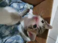 Felinos