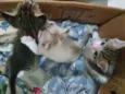 Felinos