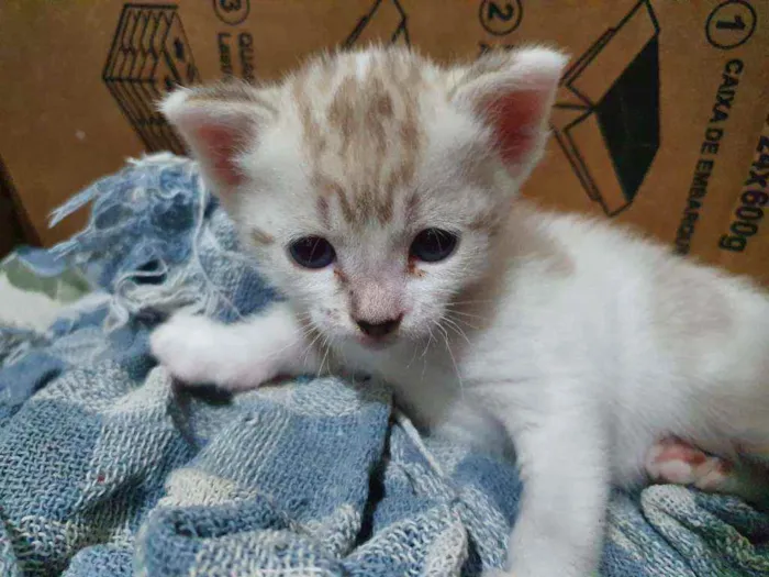 Gato ra a  idade Abaixo de 2 meses nome Felinos 