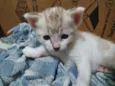 Felinos