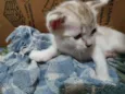 Felinos