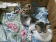 Felinos