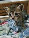 Felinos