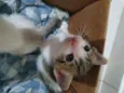 Felinos