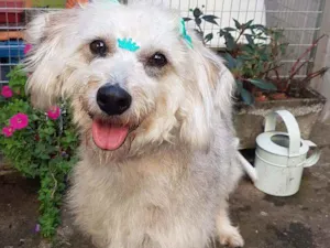 Cachorro raça SRD  idade 1 ano nome Linda