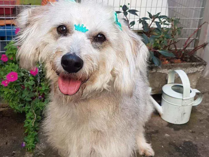 Cachorro ra a SRD  idade 1 ano nome Linda