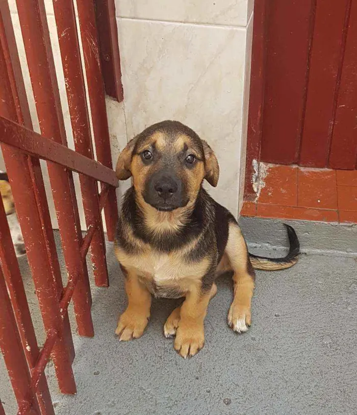 Cachorro ra a SRD  idade 2 a 6 meses nome Bolt