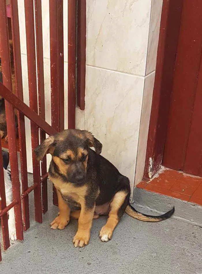 Cachorro ra a SRD  idade 2 a 6 meses nome Bolt