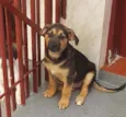 Bolt