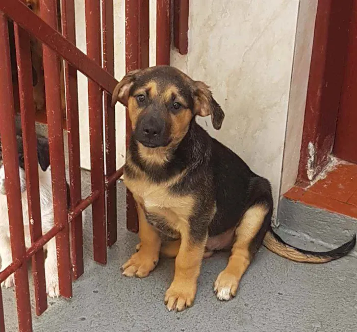 Cachorro ra a SRD  idade 2 a 6 meses nome Bolt