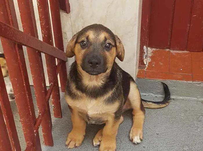 Cachorro ra a SRD  idade 2 a 6 meses nome Bolt