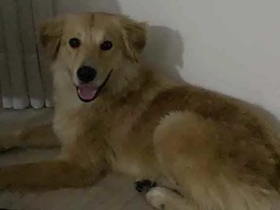 Cachorro ra a Mistura de Golden idade 2 a 6 meses nome Não tem