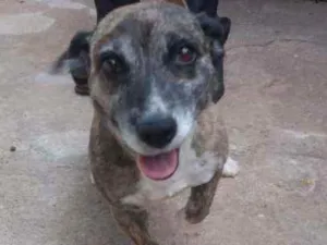 Cachorro raça RND idade 2 anos nome Rapadura