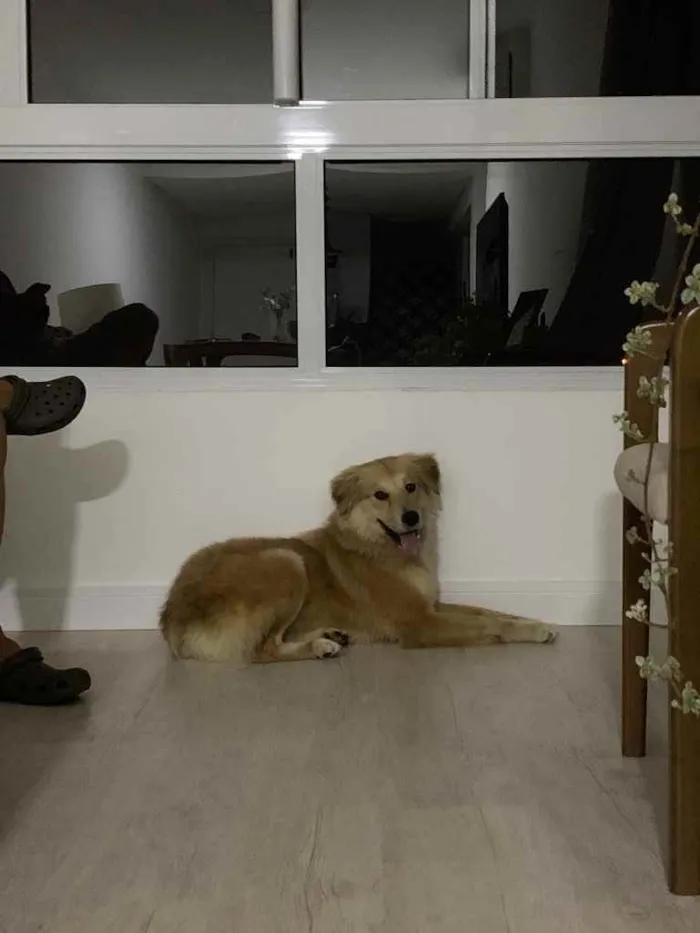 Cachorro ra a Mistura de Golden idade 2 a 6 meses nome Não tem