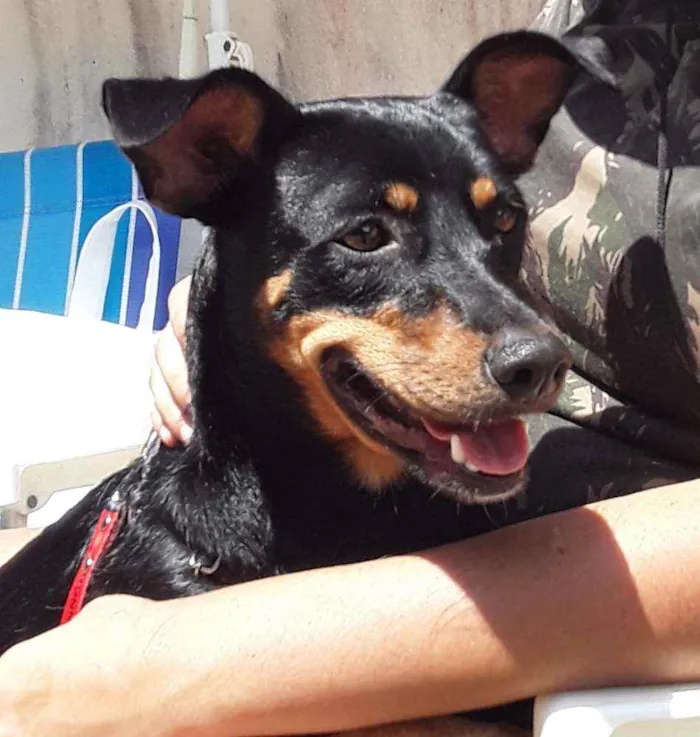 Cachorro ra a SRD idade 1 ano nome Minie (CASTRADA)