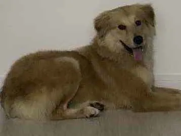 Cachorro ra a Mistura de Golden idade 2 a 6 meses nome Não tem