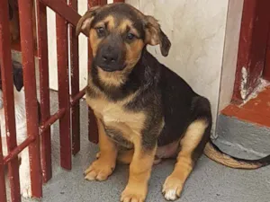 Cachorro raça SRD  idade 2 a 6 meses nome Bolt