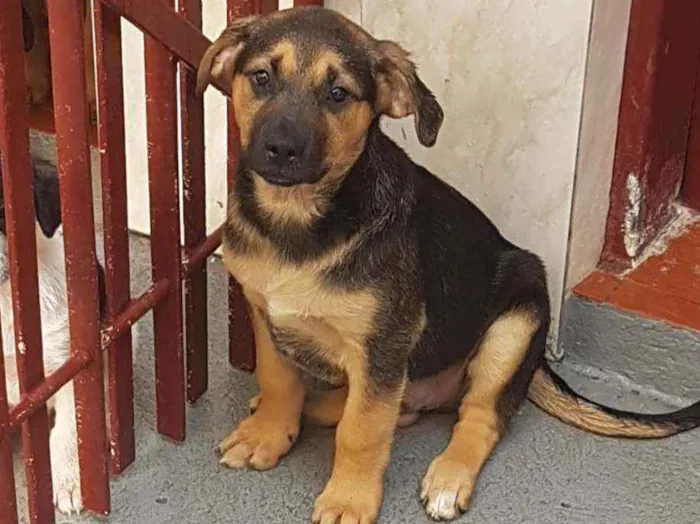 Cachorro ra a SRD  idade 2 a 6 meses nome Bolt