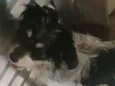 Nina