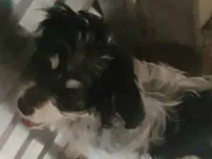 Cachorro raça Vira-lata  idade 2 a 6 meses nome Nina