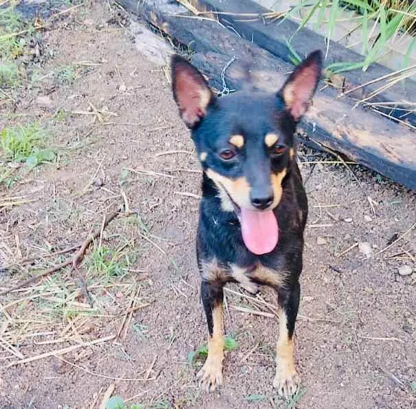 Cachorro ra a RND idade 1 ano nome Meg