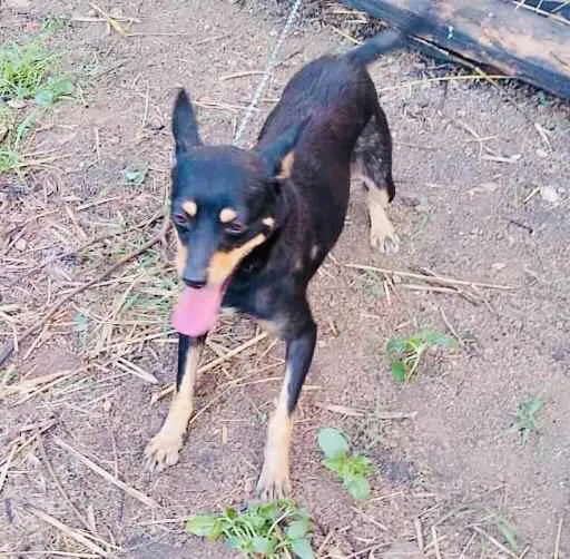 Cachorro ra a RND idade 1 ano nome Meg
