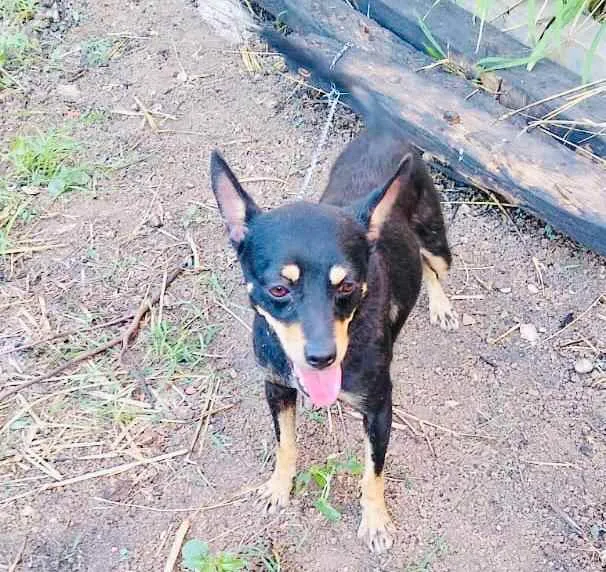 Cachorro ra a RND idade 1 ano nome Meg
