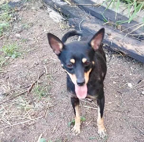 Cachorro ra a RND idade 1 ano nome Meg