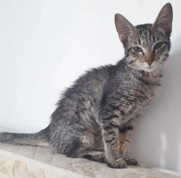 Gato ra a SRD idade  nome TIGRINHA