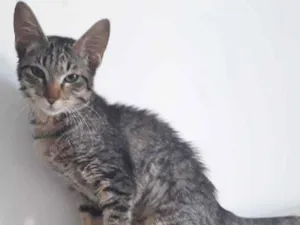 Gato raça SRD idade  nome TIGRINHA