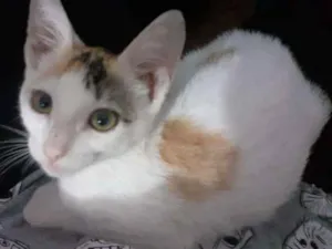 Gato raça SRD idade 2 a 6 meses nome BRANQUINHA