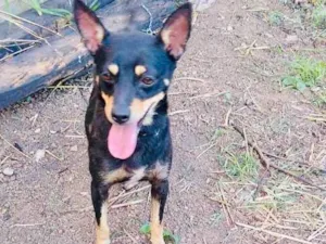 Cachorro raça RND idade 1 ano nome Meg