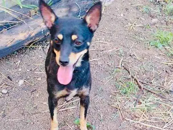 Cachorro ra a RND idade 1 ano nome Meg