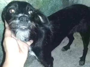 Cachorro raça SRD idade 2 a 6 meses nome Scar