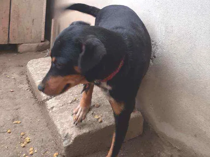 Cachorro ra a Vira lata idade 1 ano nome Pretinha