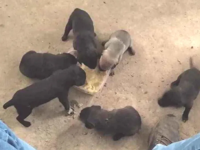 Cachorro ra a raça indefinida  idade Abaixo de 2 meses nome pretinhos 