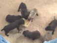 pretinhos