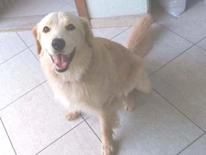 Cachorro raça Não definida idade 1 ano nome Luke