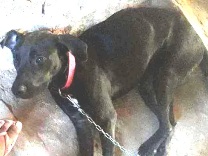 Cachorro ra a Labradora raceada idade 7 a 11 meses nome Kiara