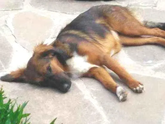 Cachorro ra a Indefinida idade 3 anos nome Pantera e bibi
