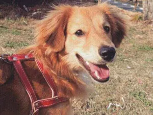 Cachorro raça Sem raça idade 3 anos nome Jim