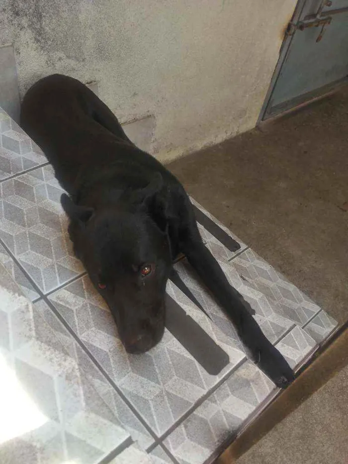 Cachorro ra a pastor belga idade 1 ano nome Max