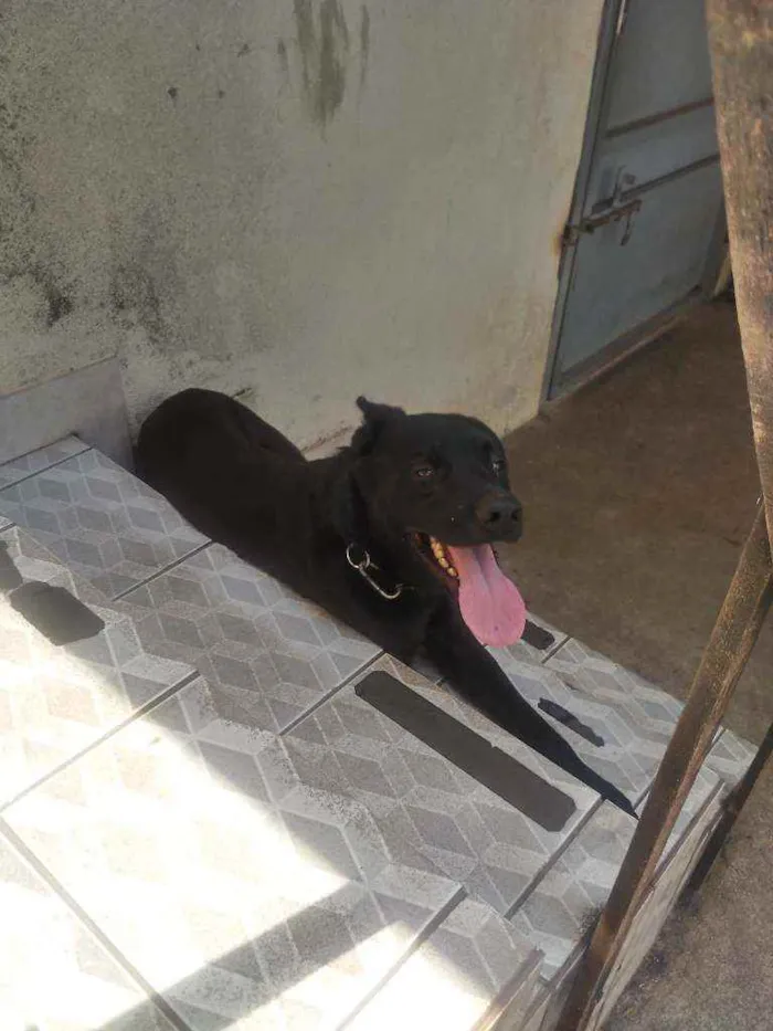 Cachorro ra a pastor belga idade 1 ano nome Max