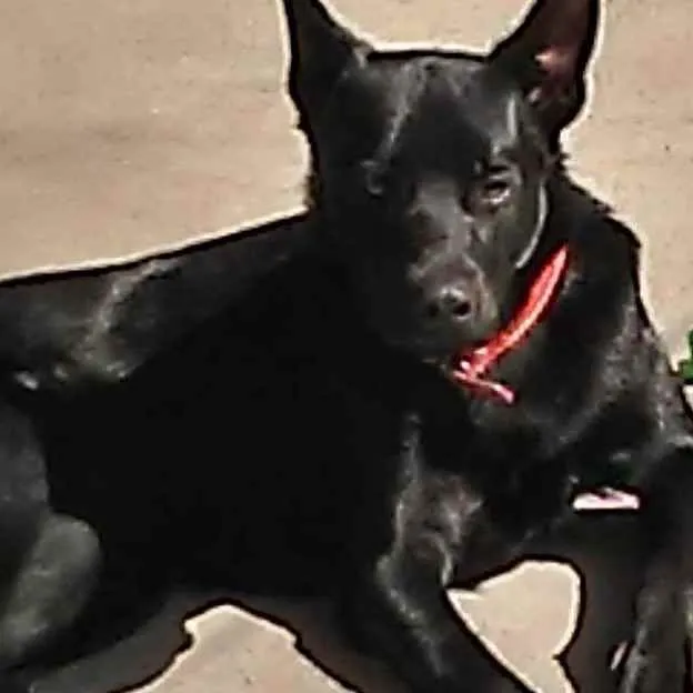 Cachorro ra a pastor belga idade 1 ano nome Max